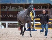 Capri FZ Tosc Tour2013- S5 1663 : Arezzo, Capri FZ, Cavalli d'Italia, Toscana Tour 2013, foto di Stefano Secchi ©